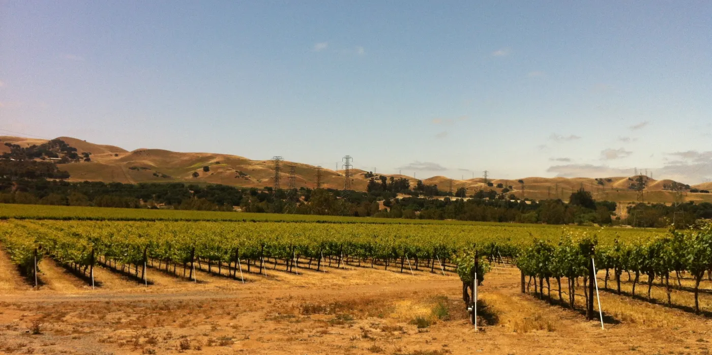 Vineyards in the Livermore Valley wine region of the Tri-Valley